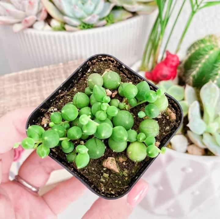 Echeveria Lola and String Of Pearl combo, in 2 inches pot