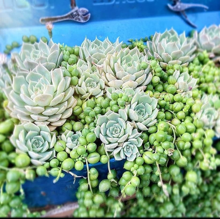 Echeveria Lola and String Of Pearl combo, in 2 inches pot