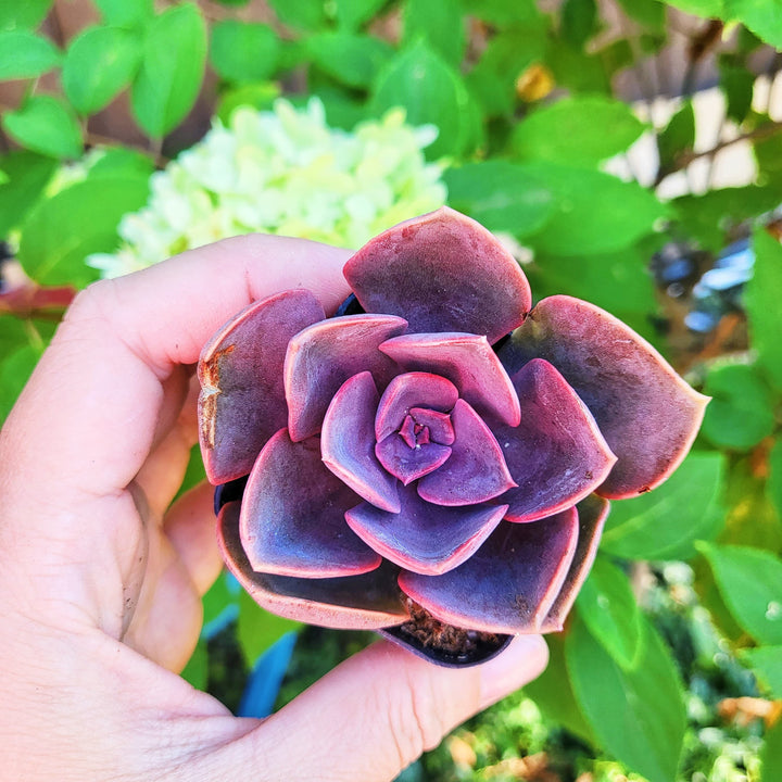 red sky succulent Echeveria 'Red Sky' – MySucculentCorner