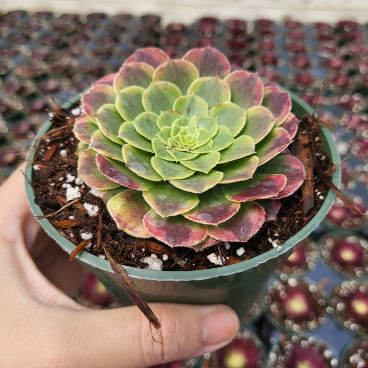 fiesta succulent 4” Aeonium Fiesta – MySucculentCorner