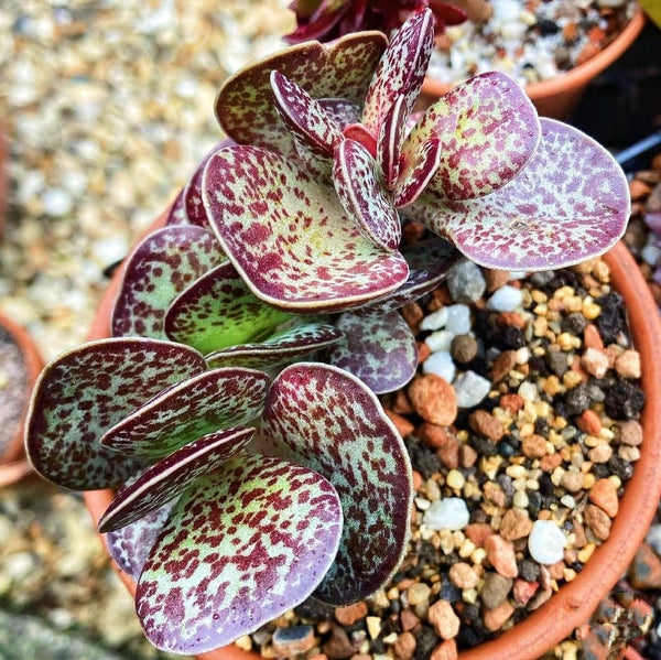 Adromischus Maculatus - Calico Hearts - Chocolate Drop - 2" Succulent - Live Succulent Plant