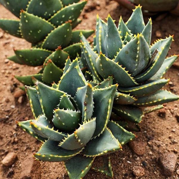 Aloe Nobilis Gold Toothed 4" pot