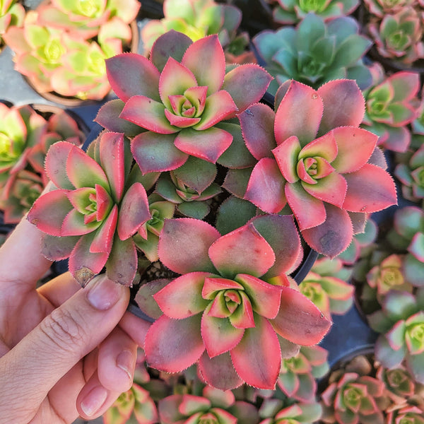 Aeonium  Kiwi Sucuculent Succulents Plants AEONIUM 'KIWI' - 2 inch succulent pot