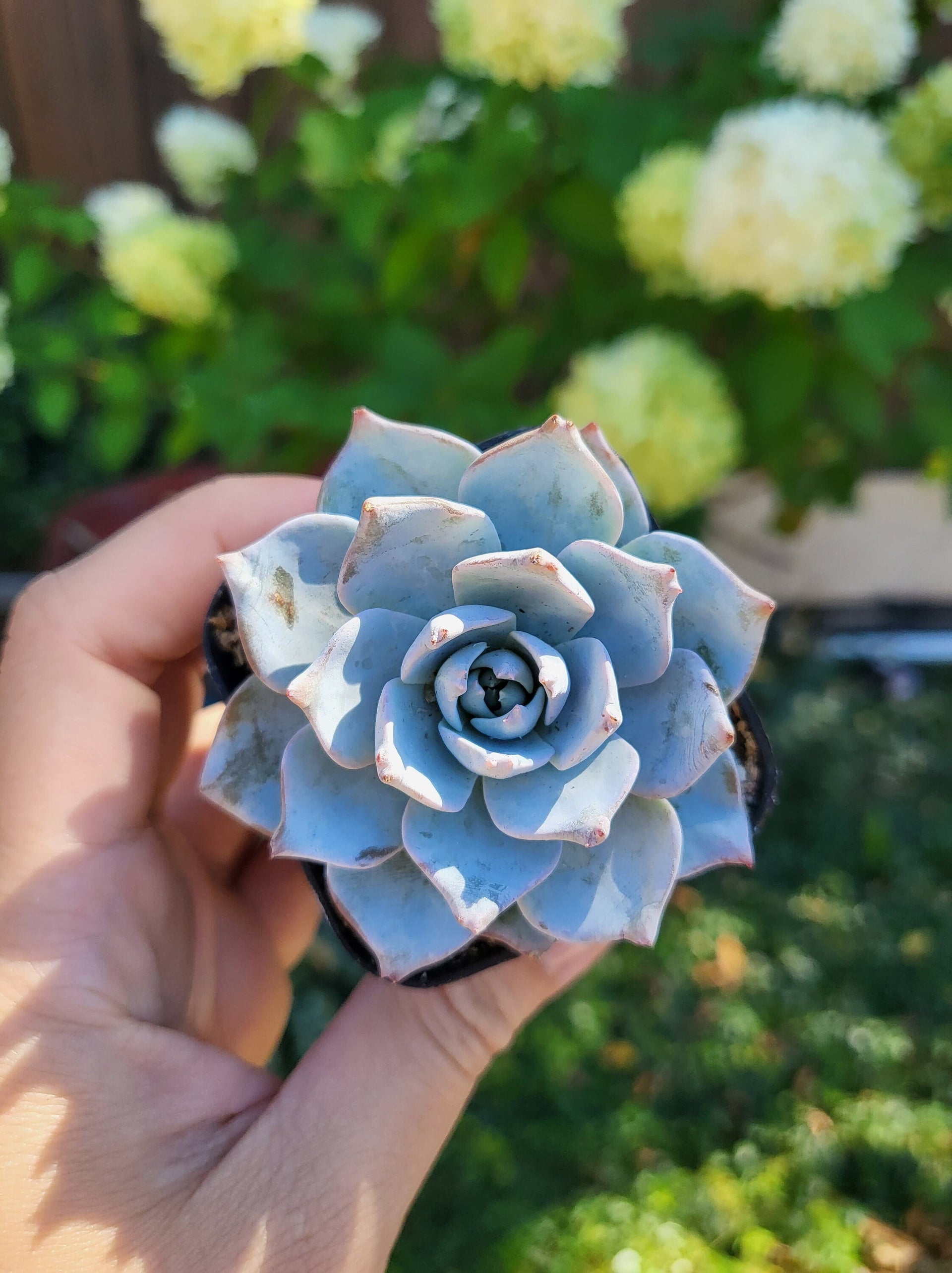 blue heron succulent Echeveria Blue Bird – MySucculentCorner