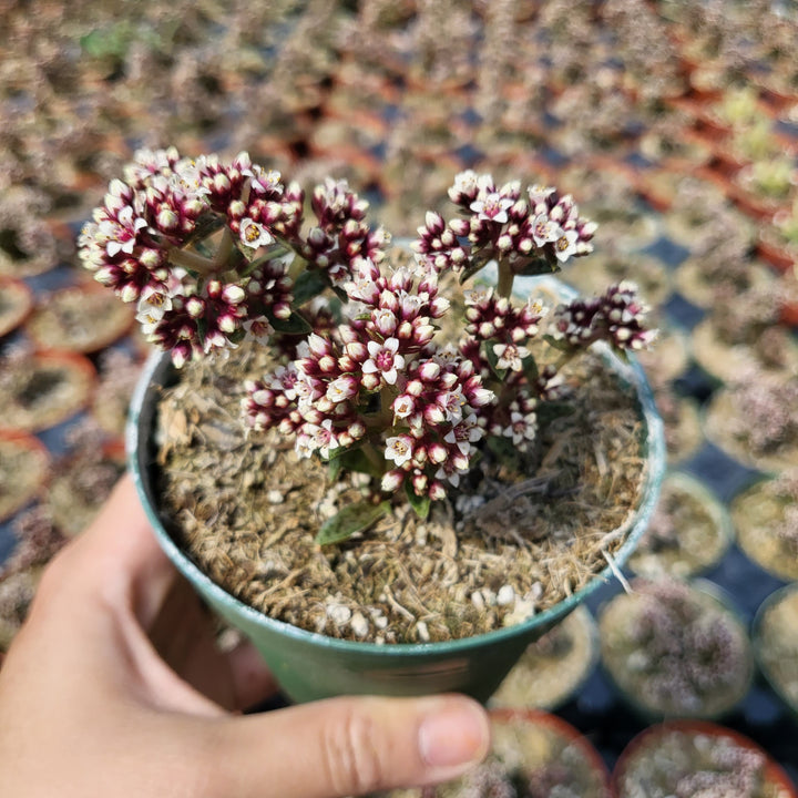 tiger jade plant care Crassula exilis subsp. cooperi, Tiger Jade succulent in 2" pot –  MySucculentCorner