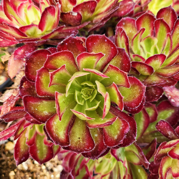 4” Aeonium Mardi Gras Rosette