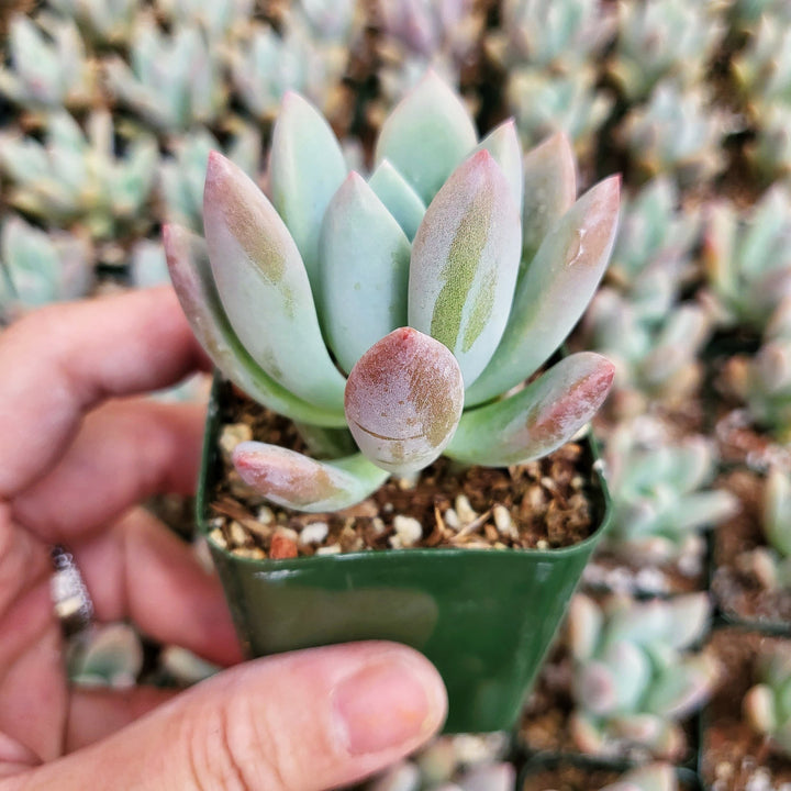 2" Graptoveria Opalina