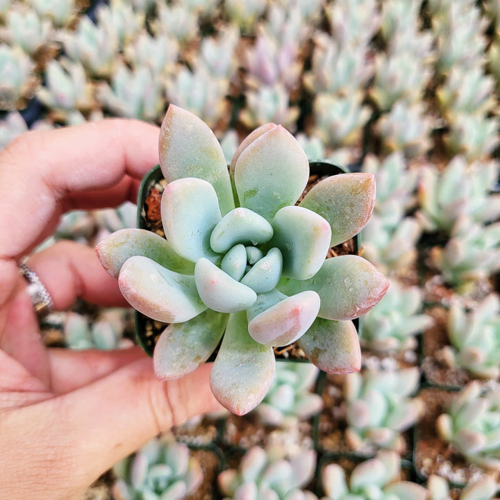 2" Graptoveria Opalina