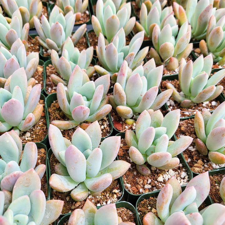 2" Graptoveria Opalina