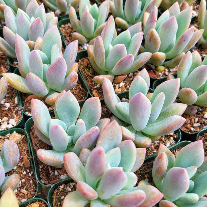 2" Graptoveria Opalina