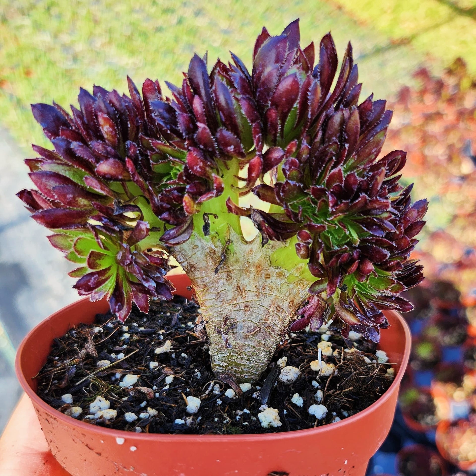 crested succulent for sale Crested Aeonium Cristata in 4" pot – MySucculentCorner