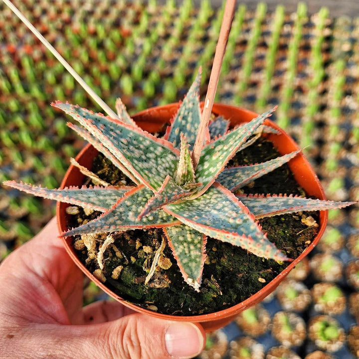 4" Pot of Aloe ‘Christmas Carol’