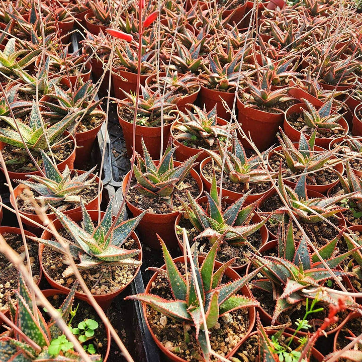 4" Pot of Aloe ‘Christmas Carol’