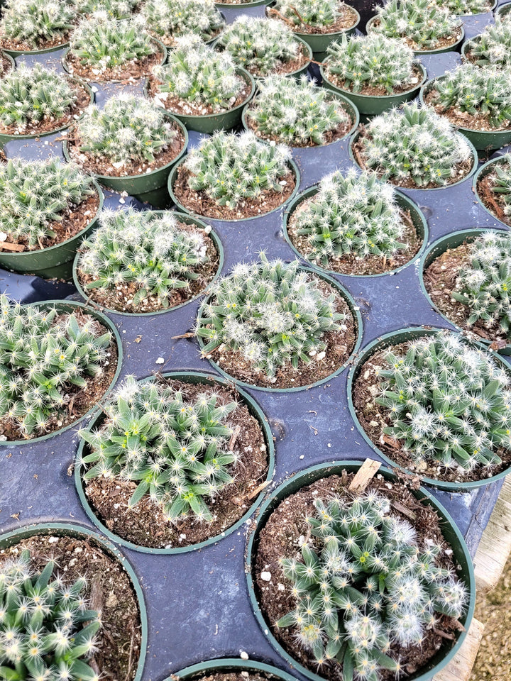 desert rose succulent types Rare Mini Desert Rose, Trichodiadema densum, Miniature Dessert Rose Su – MySucculentCorner