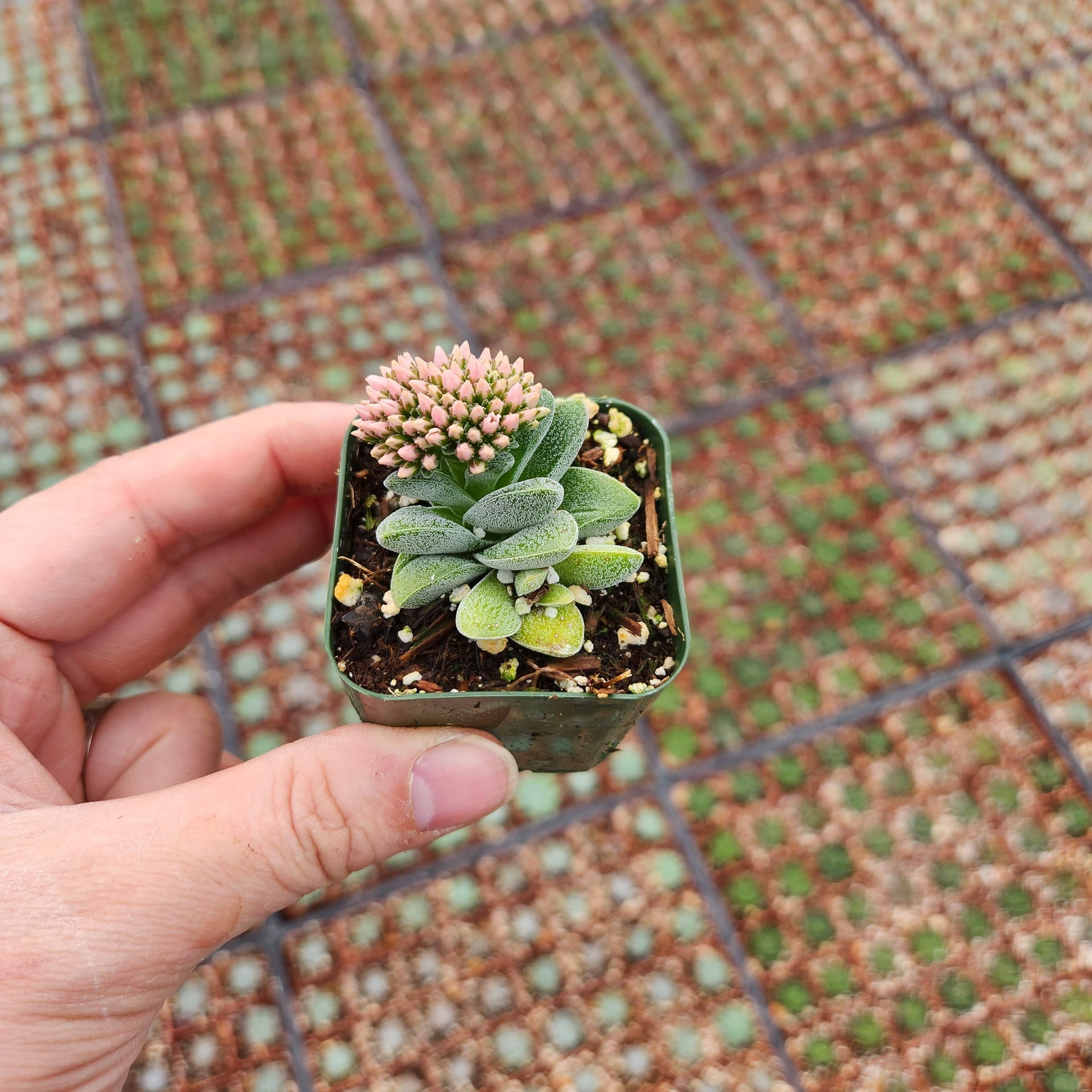 morgans beauty succulent Crassula Morgan's Beauty, Silver Springtime in 2" 4" pot – MySucculentCorner
