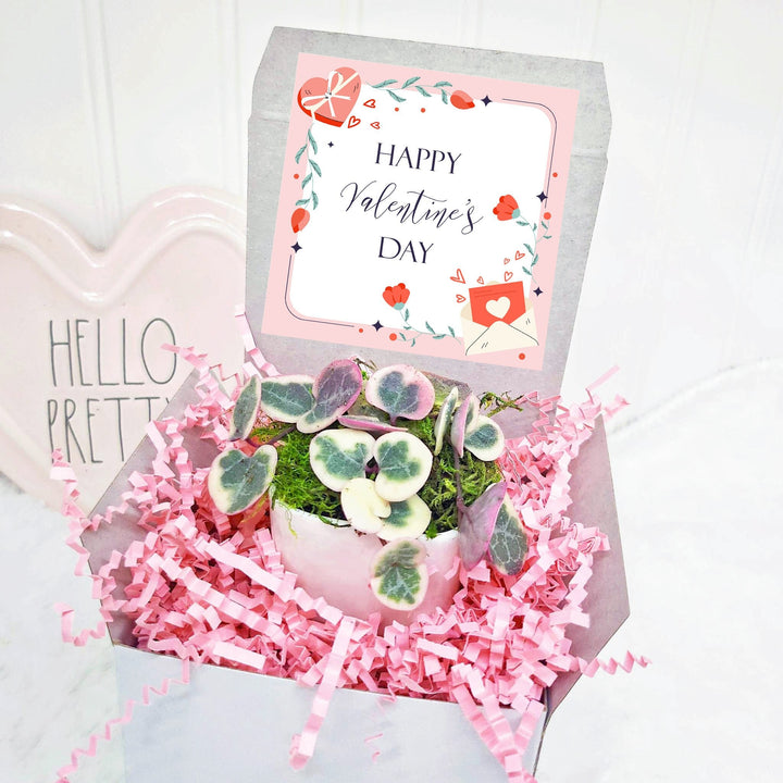 Galentines Day Gift with Variegated String of Hearts in white ceramic pot and Pearl Necklace