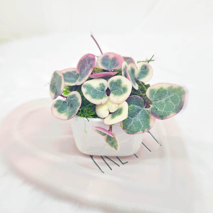 Valentines Day Gift with Variegated String of Hearts in white ceramic pot
