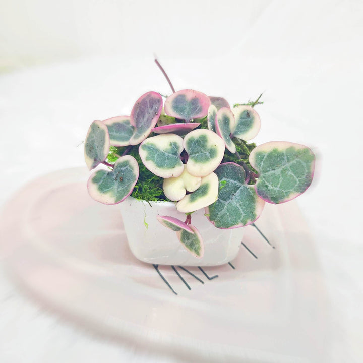 Galentines Day Gift with Variegated String of Hearts in white ceramic pot and Pearl Necklace