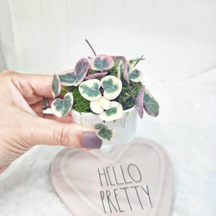 Valentines Day Gift with Variegated String of Hearts in white ceramic pot
