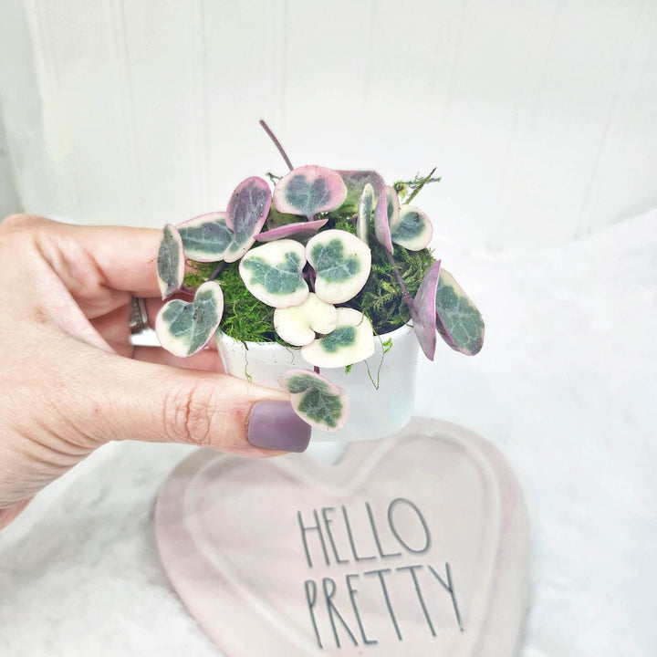 Galentines Day Gift with Variegated String of Hearts in white ceramic pot and Pearl Necklace
