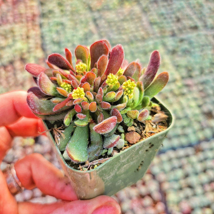 Crassula pubescens ssp. radicans in 2" pot - 4" pot