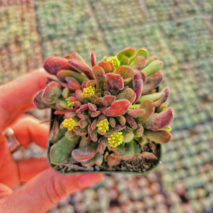 Crassula pubescens ssp. radicans in 2" pot - 4" pot