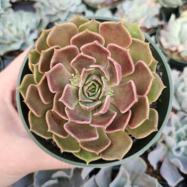 2" 4" pot Echeveria Brown Rose