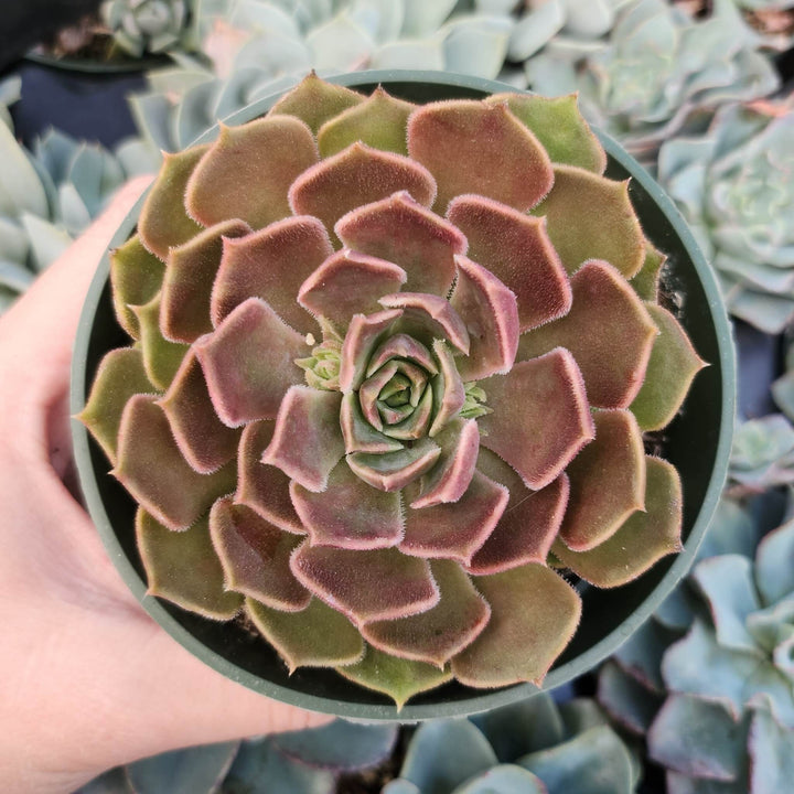 2" 4" pot Echeveria Brown Rose