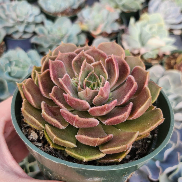 2" 4" pot Echeveria Brown Rose
