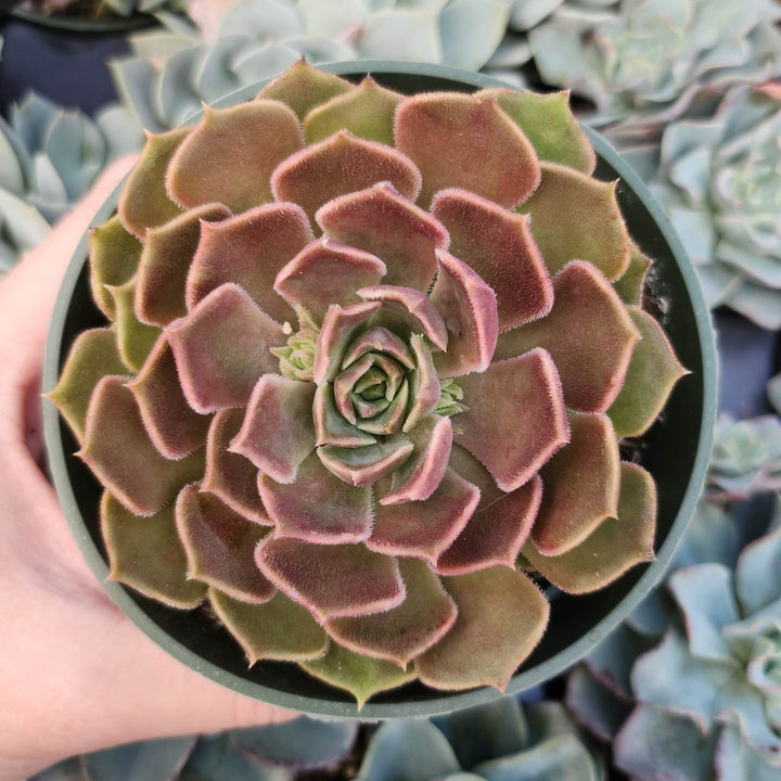 2" 4" pot Echeveria Brown Rose