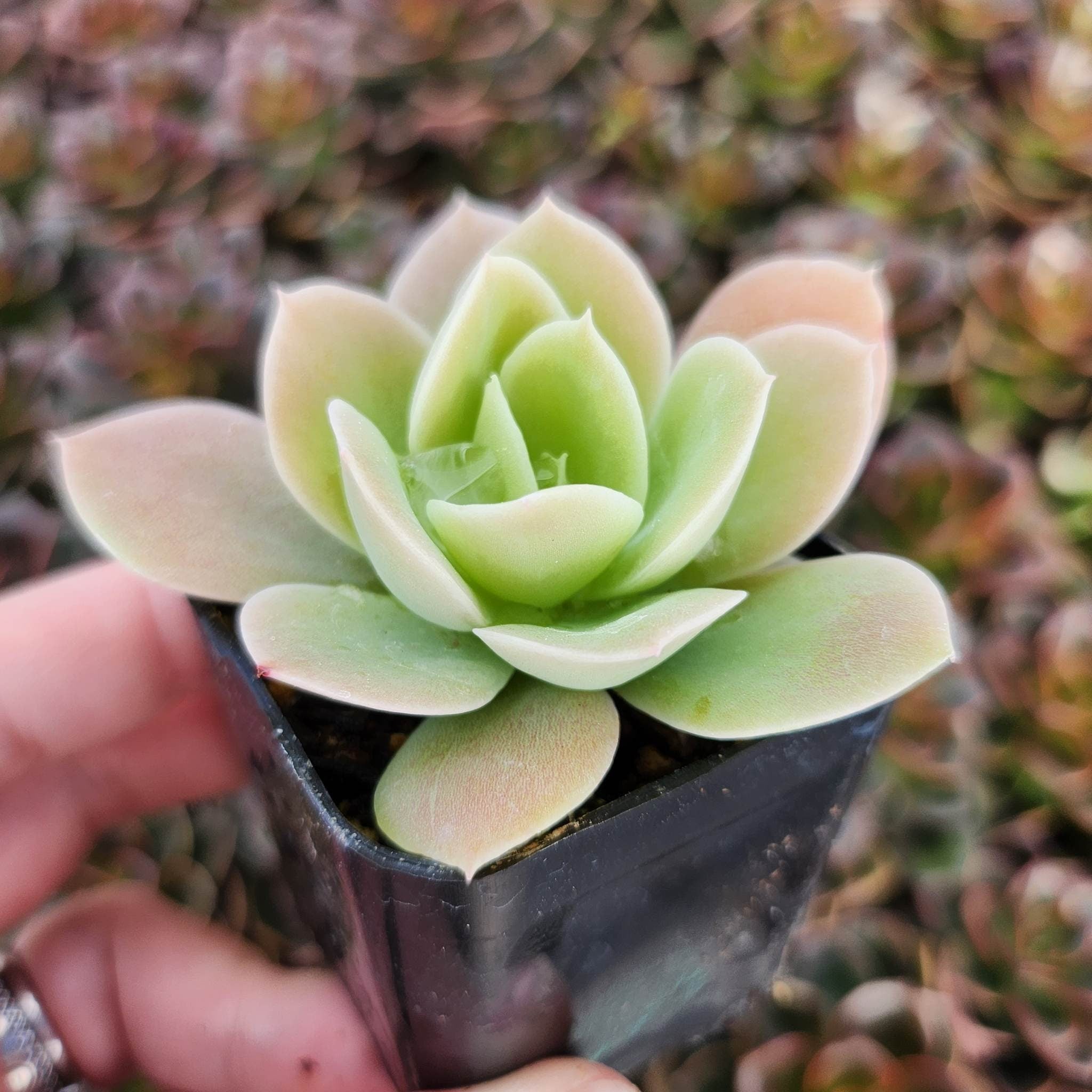2” pot Echeveria Lemon Lime – MySucculentCorner