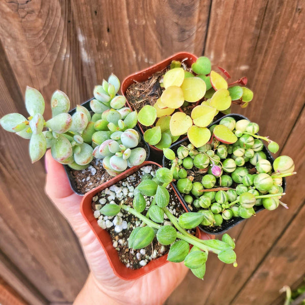 Set of 4 2" pot String Succulent