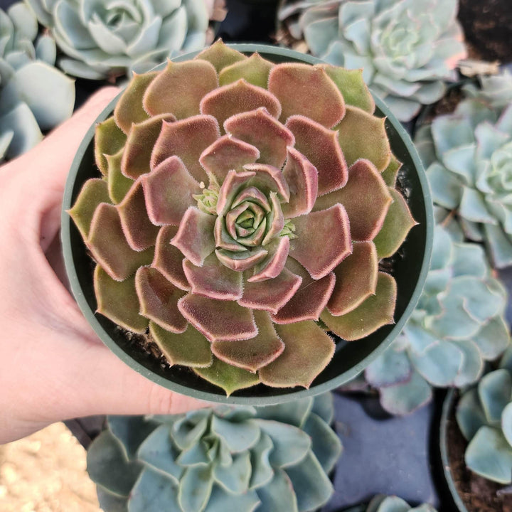 2" 4" pot Echeveria Brown Rose