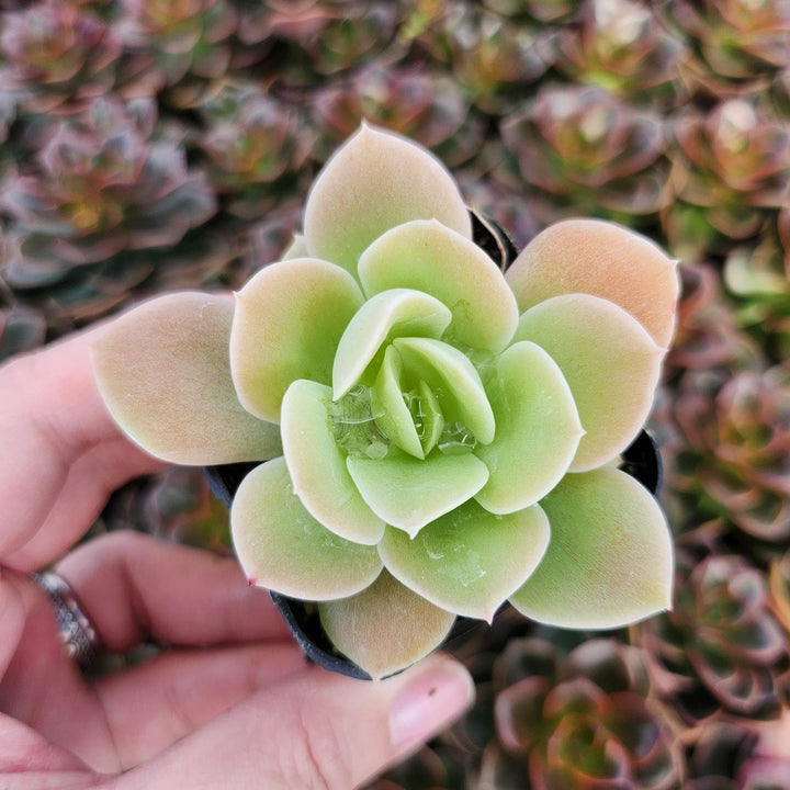 lime succulents 2” pot Echeveria Lemon Lime – MySucculentCorner