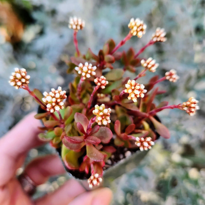 Crassula pubescens ssp. radicans in 2" pot - 4" pot