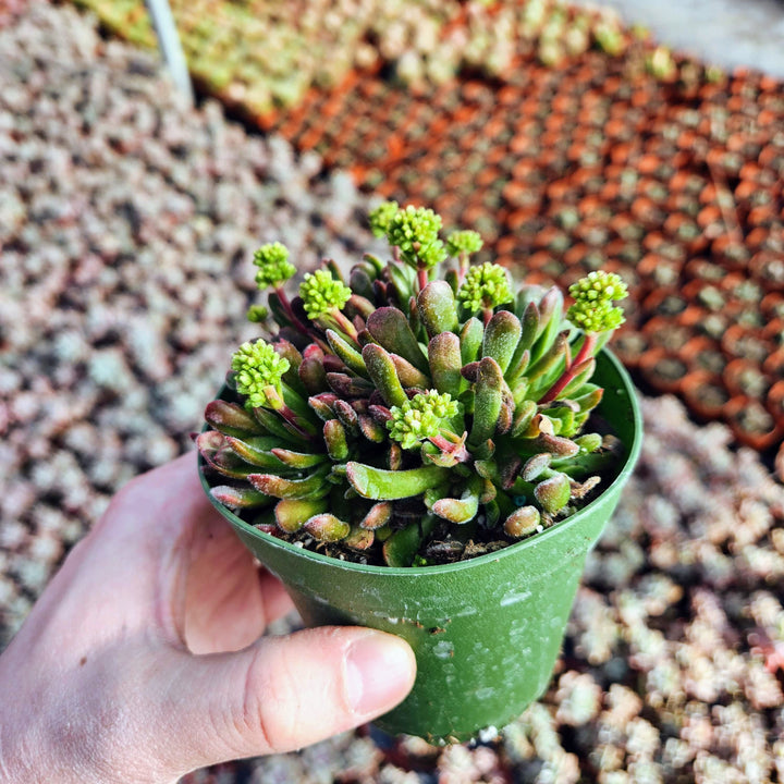 Crassula pubescens ssp. radicans in 2" pot - 4" pot