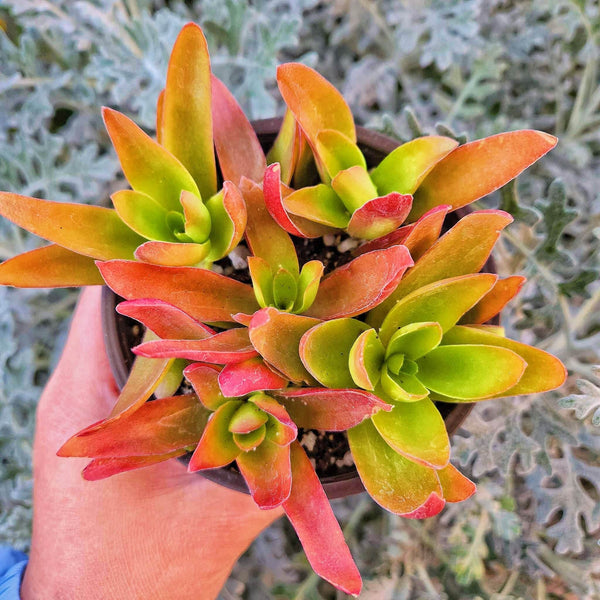 Crassula CampFire, Red pagoda, Crassula capitella in 2" or 4" pot