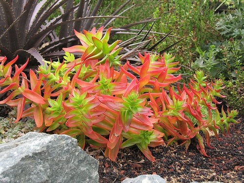 Crassula Capitella CampFire in 2" or 4" pot