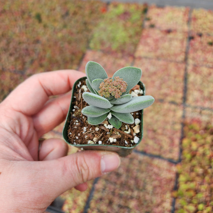 morgan's beauty succulent Crassula Morgan's Beauty, Silver Springtime in 2" 4" pot – MySucculentCorner