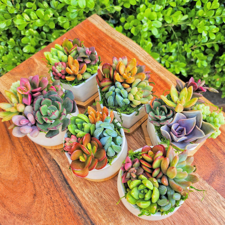 Valentines Succulent Gifts for Her, Succulent Arrangement In Ceramic pot