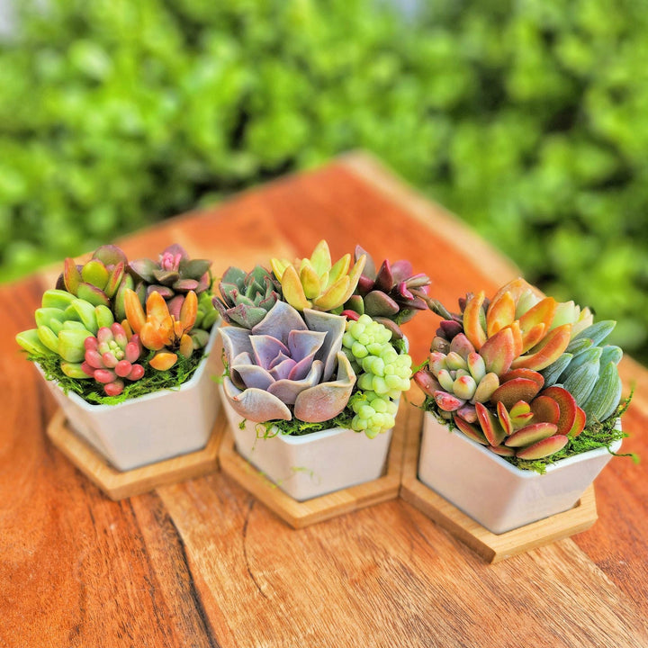Valentines Succulent Gifts for Her, Succulent Arrangement In Ceramic pot