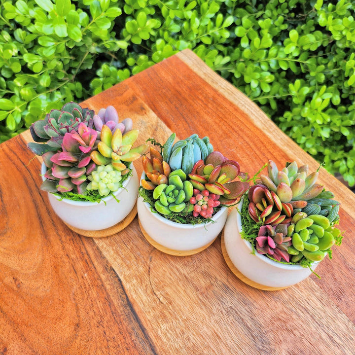 Valentines Succulent Gifts for Her, Succulent Arrangement In Ceramic pot