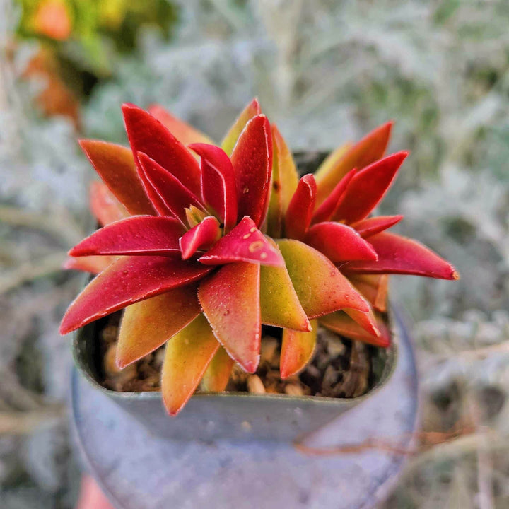 shark tooth succulent indoor Crassula Shark Tooth Red Pagoda