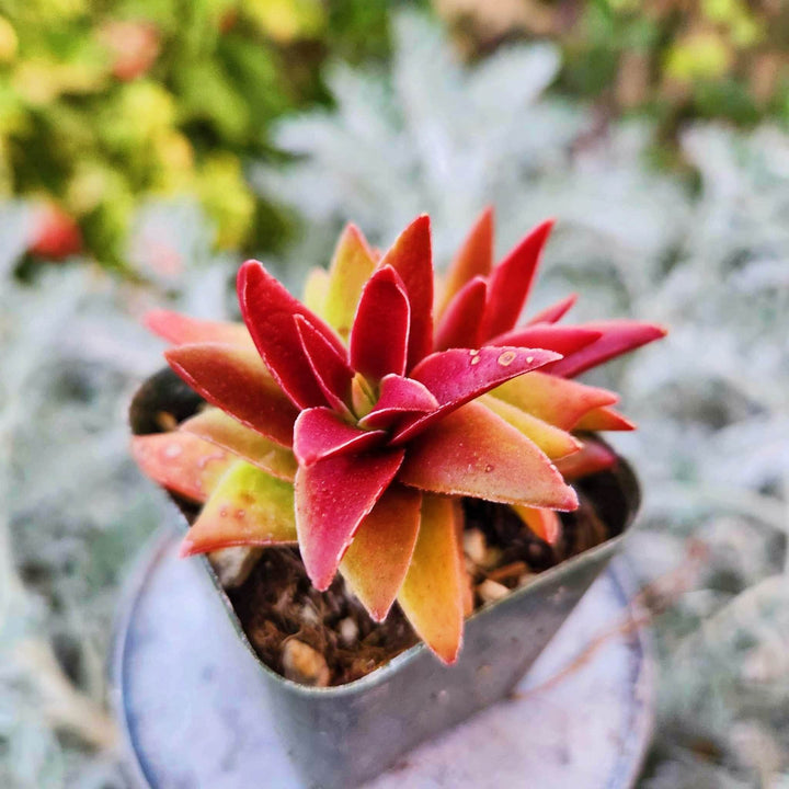 succulent shark tooth Crassula Shark Tooth Red Pagoda – MySucculentCorner