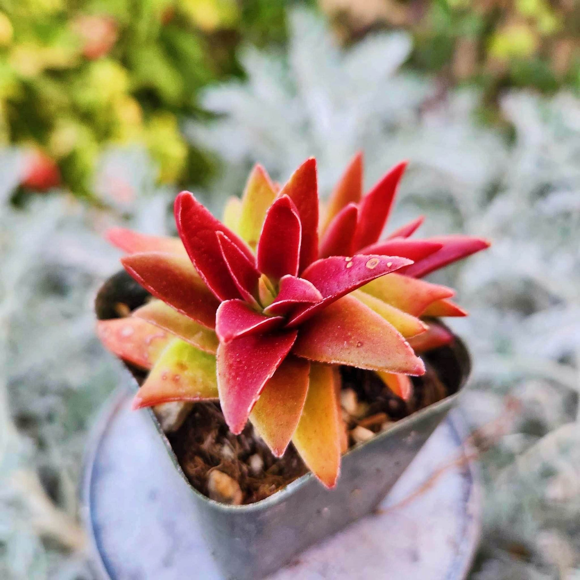 red pagoda succulent Crassula Shark Tooth Red Pagoda – MySucculentCorner
