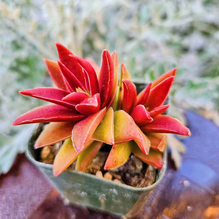 shark tooth succulent Crassula Shark Tooth Red Pagoda – MySucculentCorner