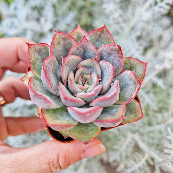 esther succulent Echeveria Esther – MySucculentCorner
