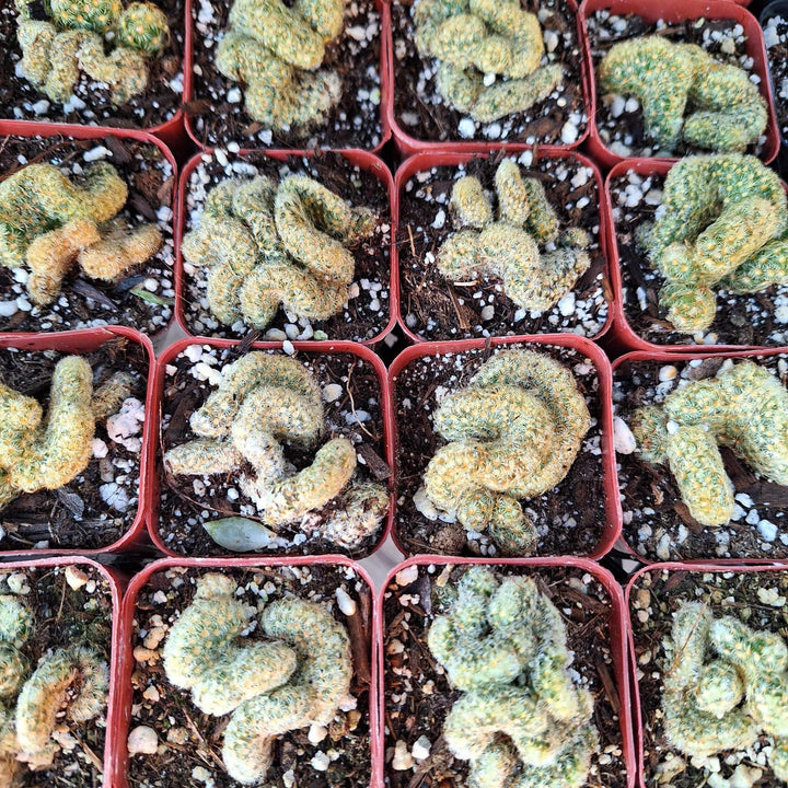 brain succulent name Brain Cactus, Mammillaria Cristata, Crested succulent – MySucculentCorner