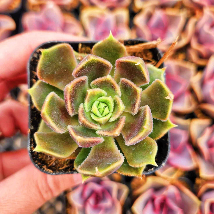2" 4" pot Echeveria Brown Rose
