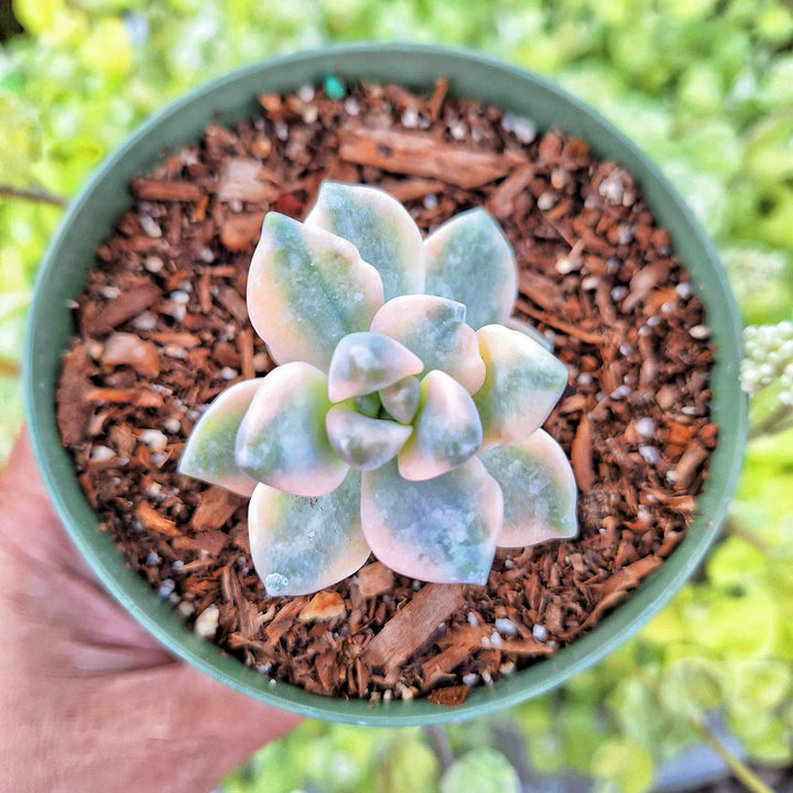 Graptoveria Titubans Variegated 4